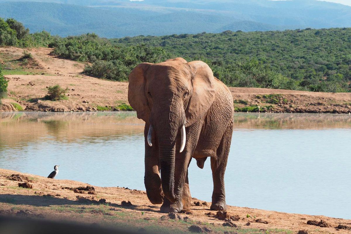 Addo Elefant Park
