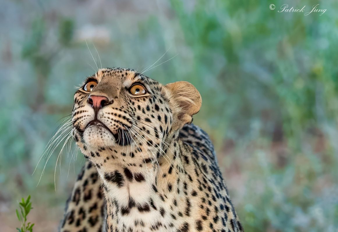 Kalahari junge Leopardin