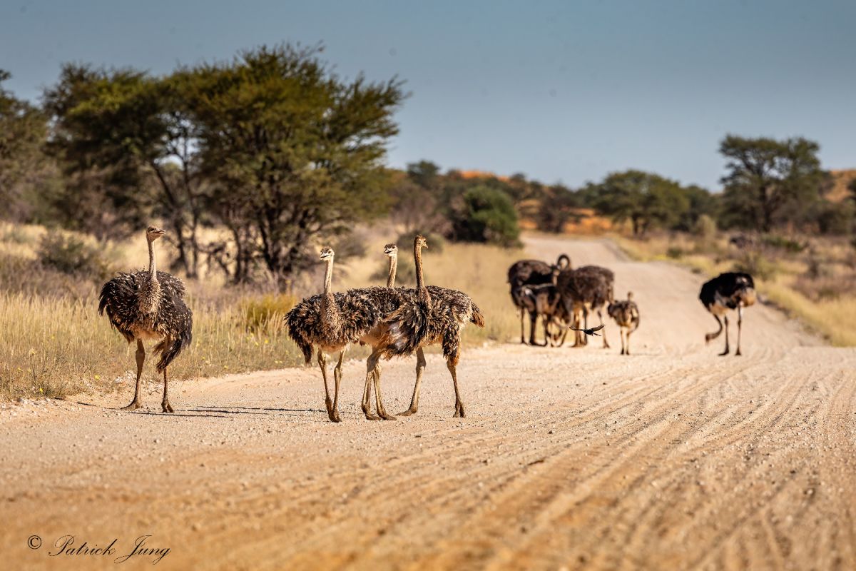 Straußenfamilie Kalahari
